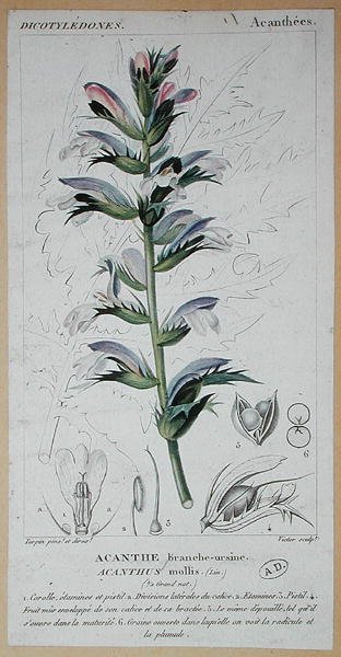 Acanthus Mollis，约1820年（彩色雕刻）。 作者 皮埃尔·让·弗朗索瓦（后）特平