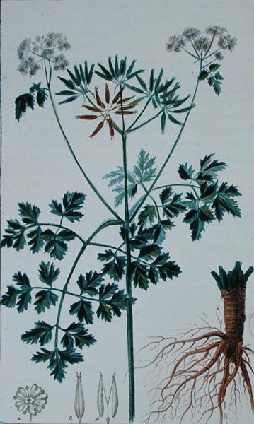 描绘雪维菜的植物图版，出自弗朗索瓦-皮埃尔-肖梅顿（1775-1819）的《医学词典》，1813-1820年出版（彩色雕刻）。 作者 皮埃尔·让·弗朗索瓦（后）特平