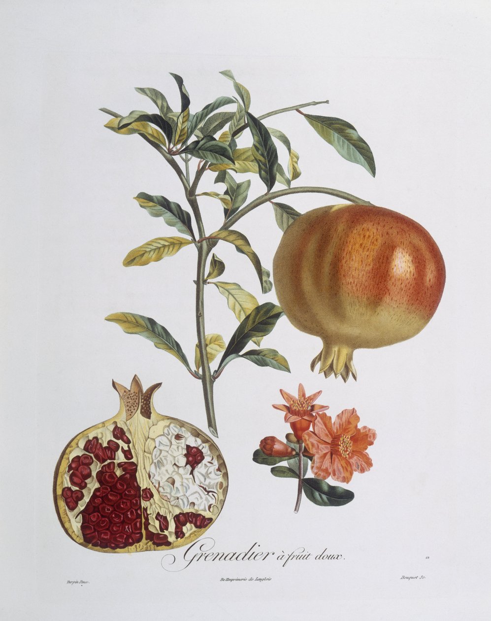石榴 (Punica granatum) 由 Henry Louis Duhamel du Monceau 雕刻（彩色雕刻） 作者 皮埃尔·让·弗朗索瓦（后）特平