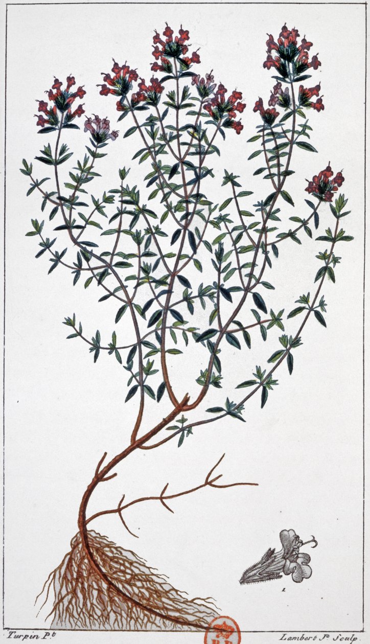 百里香，约 1850 年（雕刻） 作者 皮埃尔·让·弗朗索瓦（后）特平