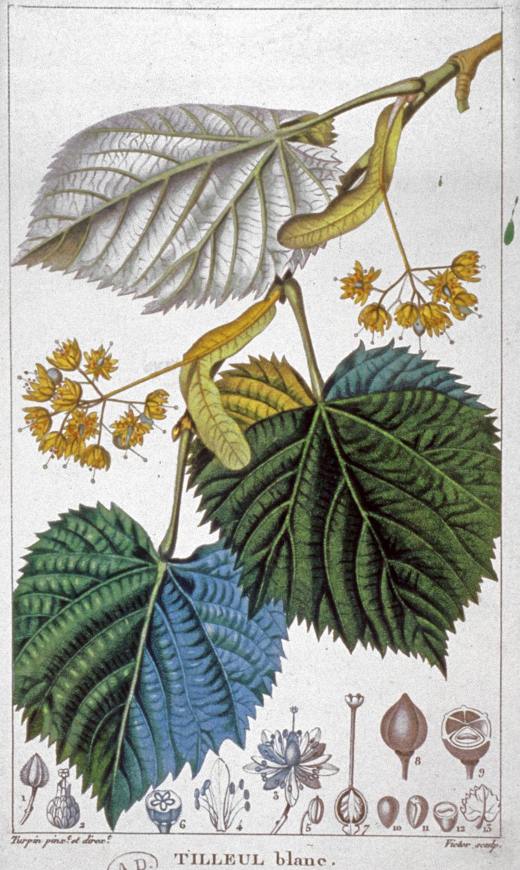 白色菩提树，c.1850（雕刻） 作者 皮埃尔·让·弗朗索瓦（后）特平