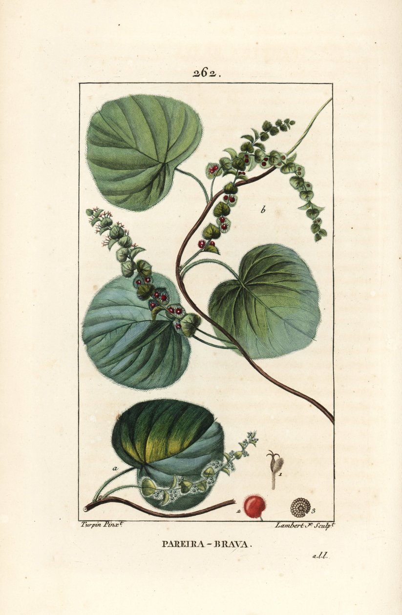 Abuta - 野生藤本植物或 abuta，Cissampelos pareira，有花、叶、卷须和果实。 Lambert Junior 手绘点画铜版画，出自 Chaumeton、Poiret 和 Chamberet 的“La Flore Medicale”的 Pierre Jean-Francois Turpin 的一幅画， 作者 皮埃尔·让·弗朗索瓦·特平