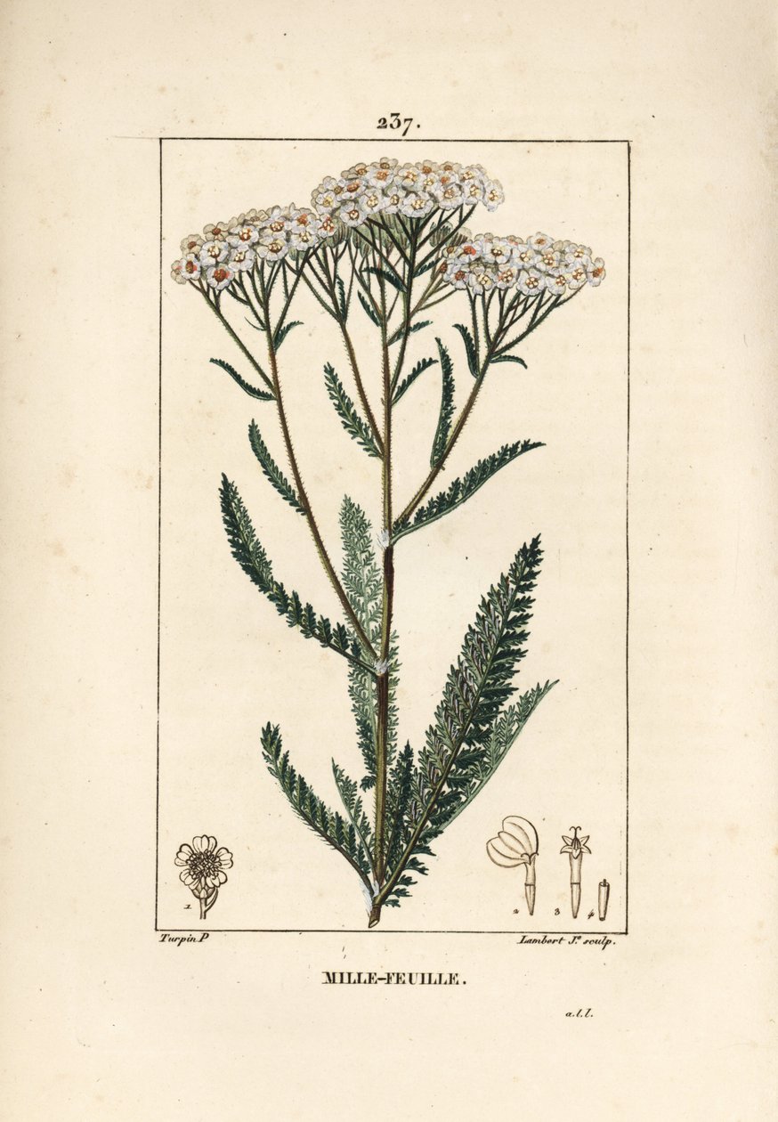 西洋蓍草 - 西洋蓍草，Achillea millefolium。小Lambert根据Pierre Jean-Francois Turpin的画作进行的手绘硬笔铜版画，出自Chaumeton, Poiret和Chamberet的《La Flore Medicale》，巴黎，Panckoucke。 作者 皮埃尔·让·弗朗索瓦·特平