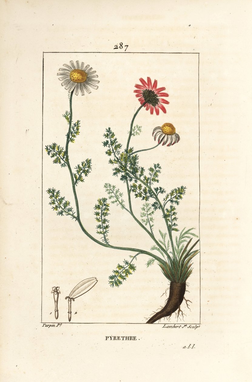 非洲除虫菊--西班牙的Pellitory，Anthemis pyrethrum（Anacyclus pyrethrum），有花、叶、茎和根部。小兰伯特根据皮埃尔-让-弗朗索瓦-图尔平的画作进行的手绘立体铜版画，出自肖梅顿、普瓦雷特和查姆。 作者 皮埃尔·让·弗朗索瓦·特平