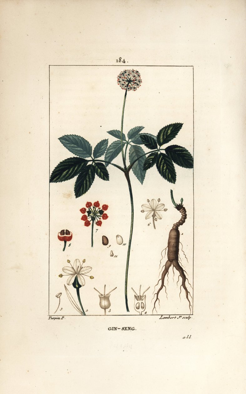 美洲人参或五叶草 - 人参，Panax quinquefolium，有花、叶、种子和根。小兰伯特根据皮埃尔-让-弗朗索瓦-图尔平的画作进行的手绘立体铜版画，该画作出自肖梅顿、波尔特和张伯伦的《花》。 作者 皮埃尔·让·弗朗索瓦·特平