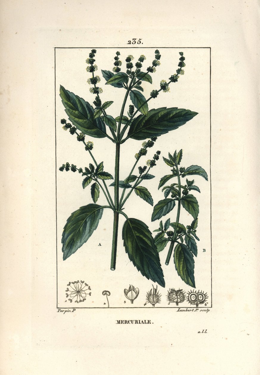 年度 Mercuriale - Mercurial, Mercurialis annua。 Lambert Junior 手绘点画铜版画，出自 Chaumeton、Poiret 和 Chamberet 的“La Flore Medicale”，巴黎，Panckoucke 的 Pierre Jean-Francois Turpin 的画作 作者 皮埃尔·让·弗朗索瓦·特平