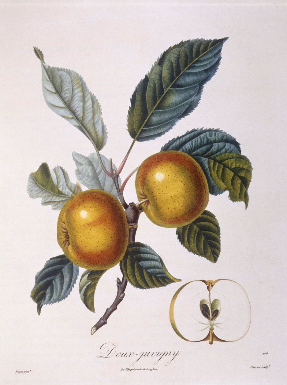 苹果 "Doux-Juvigny "Henry Louis Duhamel du Monceau，Pierre Jean Francois Turpin的植物图版 作者 皮埃尔·让·弗朗索瓦·特平