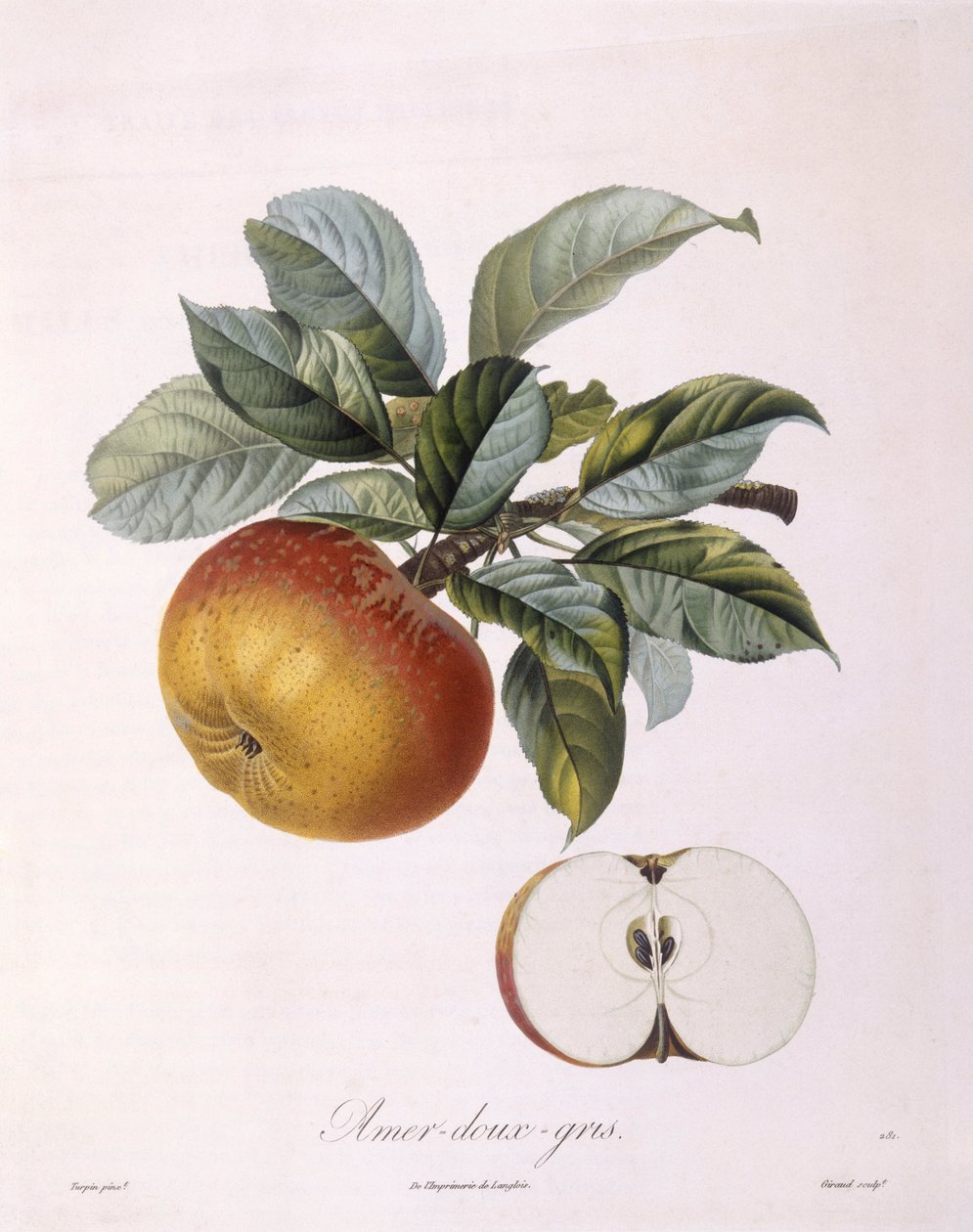 苹果 "Doux Amer Gris" Henry Louis Duhamel du Monceau，Pierre Jean Francois Turpin的植物图版 作者 皮埃尔·让·弗朗索瓦·特平