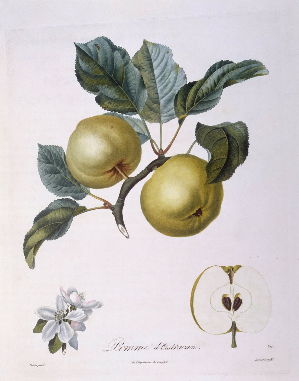 苹果 "Pomme d