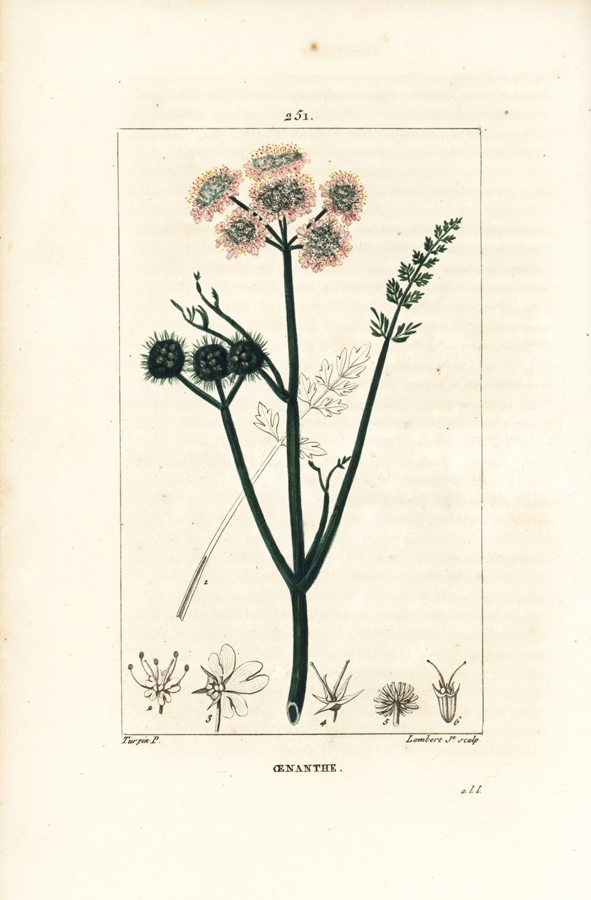 Aquatic oenanthe 或 water fennel - 细叶水芹，Oenanthe Aquatica。 Lambert Junior 手绘点画铜版画，出自 Chaumeton、Poiret 和 Chamberet 的“La Flore Medicale”，Pari 的 Pierre Jean-Francois Turpin 的画作 作者 皮埃尔·让·弗朗索瓦·特平