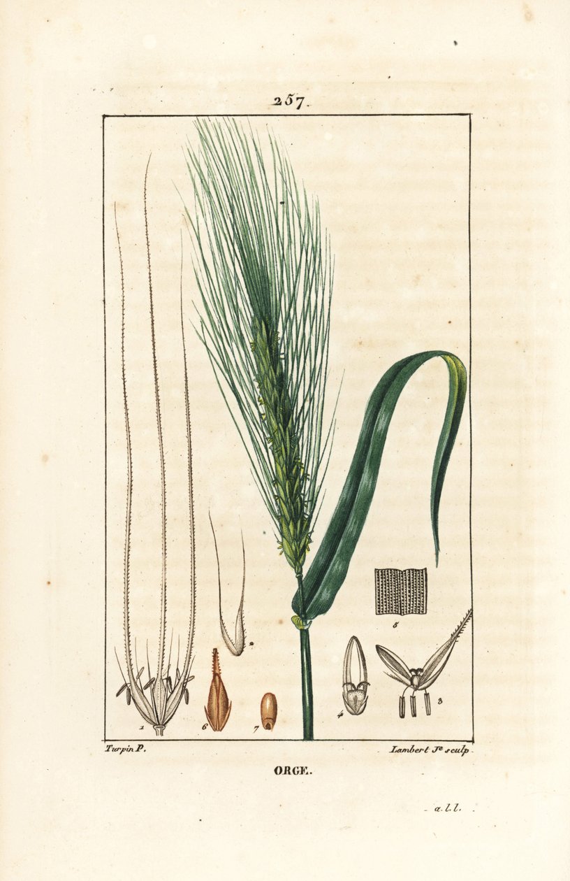 大麦 - 大麦，大麦，显示茎、叶和种子穗。 Lambert Junior 手绘点画铜版画，来自 Chaumeton、Poiret 和 Chamberet 的“La Flore Medicale”，巴黎，Panckouck 的 Pierre Jean-Francois Turpin 的画作 作者 皮埃尔·让·弗朗索瓦·特平