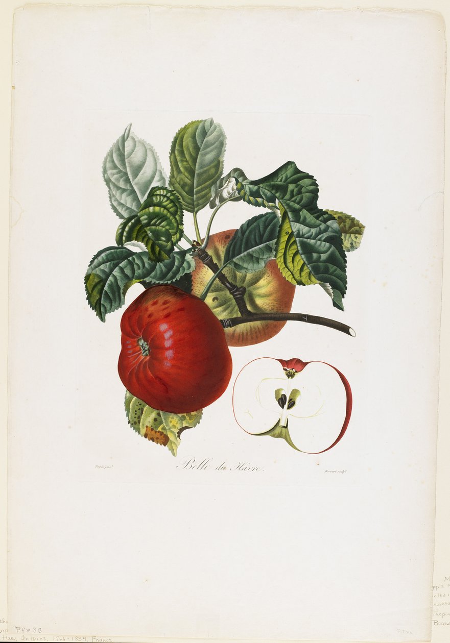 Belle de Havre（苹果），来自挤奶果树，1807-35（手工彩色点画雕刻） 作者 皮埃尔·让·弗朗索瓦·特平
