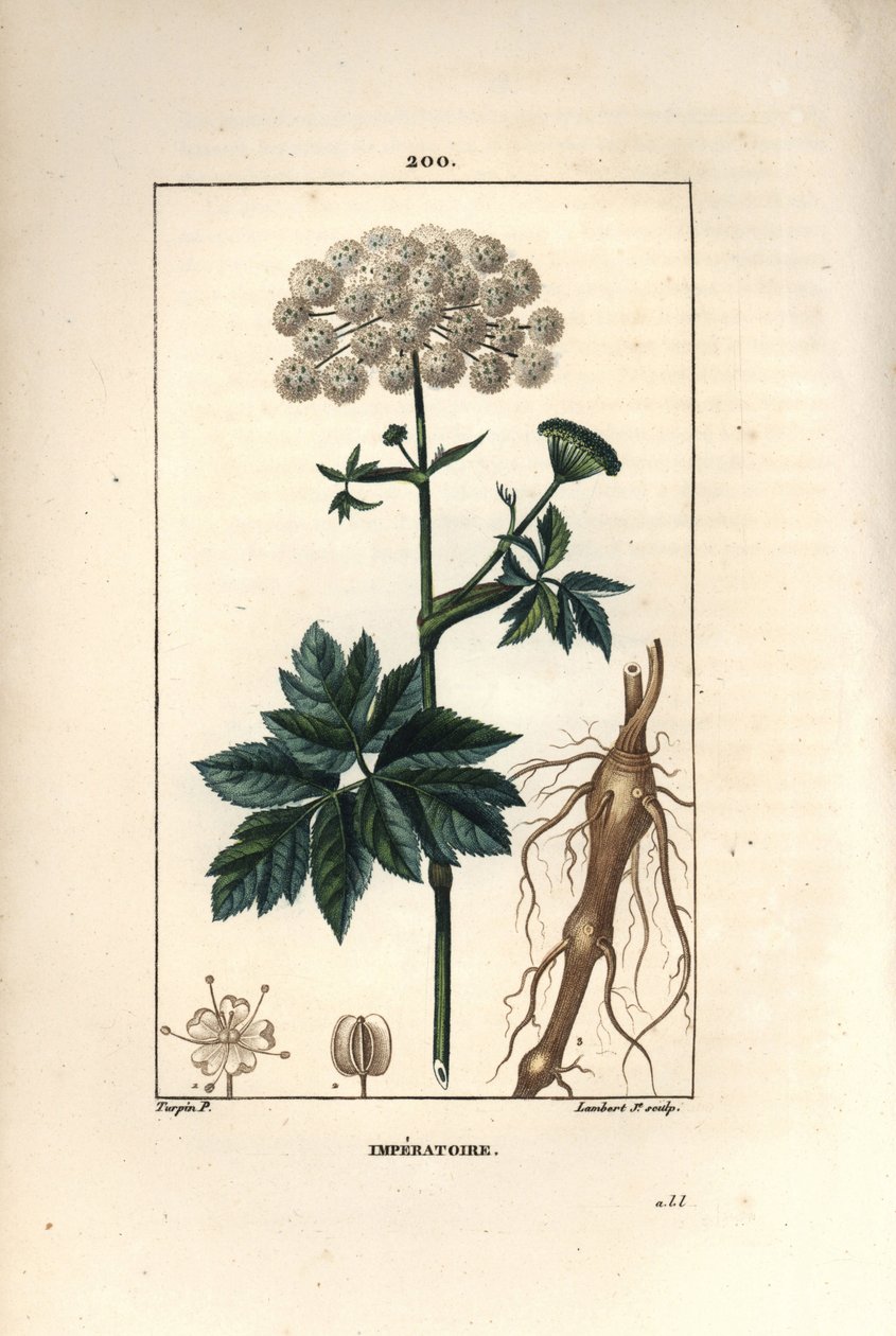 Benzoin 或 imperatoire - Masterwort，Imperatoria ostruthium，有花、叶和根。 Lambert Junior 手绘点画铜版画，出自 Chaumeton、Poiret 和 Chamberet 的“La Flore Medicale”的 Pierre Jean-Francois Turpin 的画作， 作者 皮埃尔·让·弗朗索瓦·特平