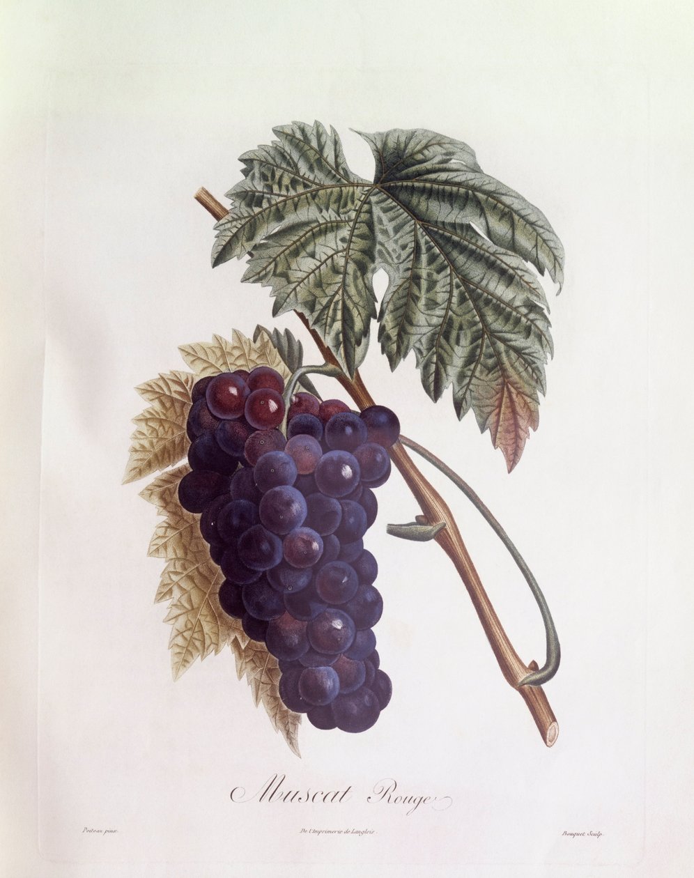 黑麝香葡萄 Henry Louis Duhamel du Monceau，Pierre Jean Francois Turpin的植物图版 作者 皮埃尔·让·弗朗索瓦·特平