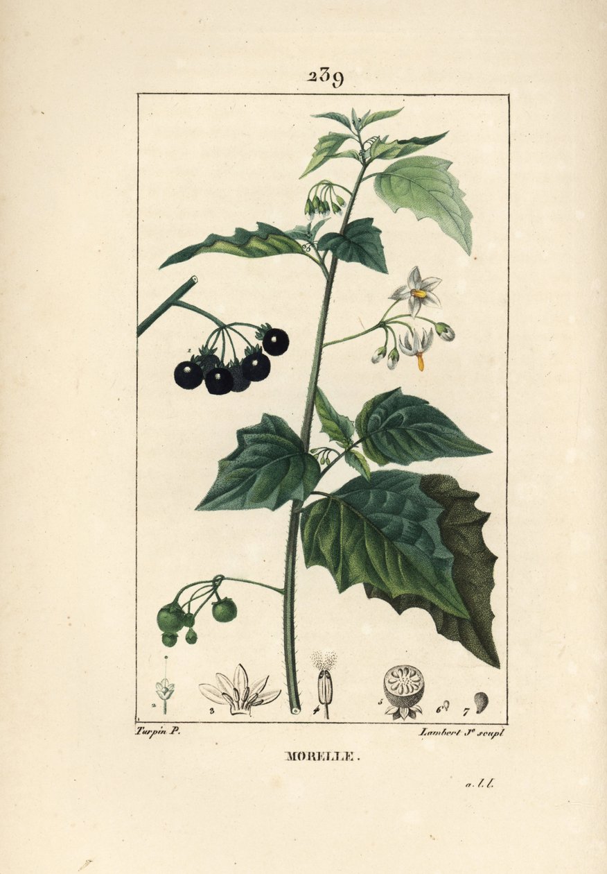 黑夜叉、杀狗剂或狼葡萄 - 黑夜叉，Solanum nigrum。小Lambert根据Pierre Jean-Francois Turpin的画作进行的手绘硬笔铜版画，该画作出自Chaumeton, Poiret和Chamberet的《La Flore Medicale》，巴黎。 作者 皮埃尔·让·弗朗索瓦·特平