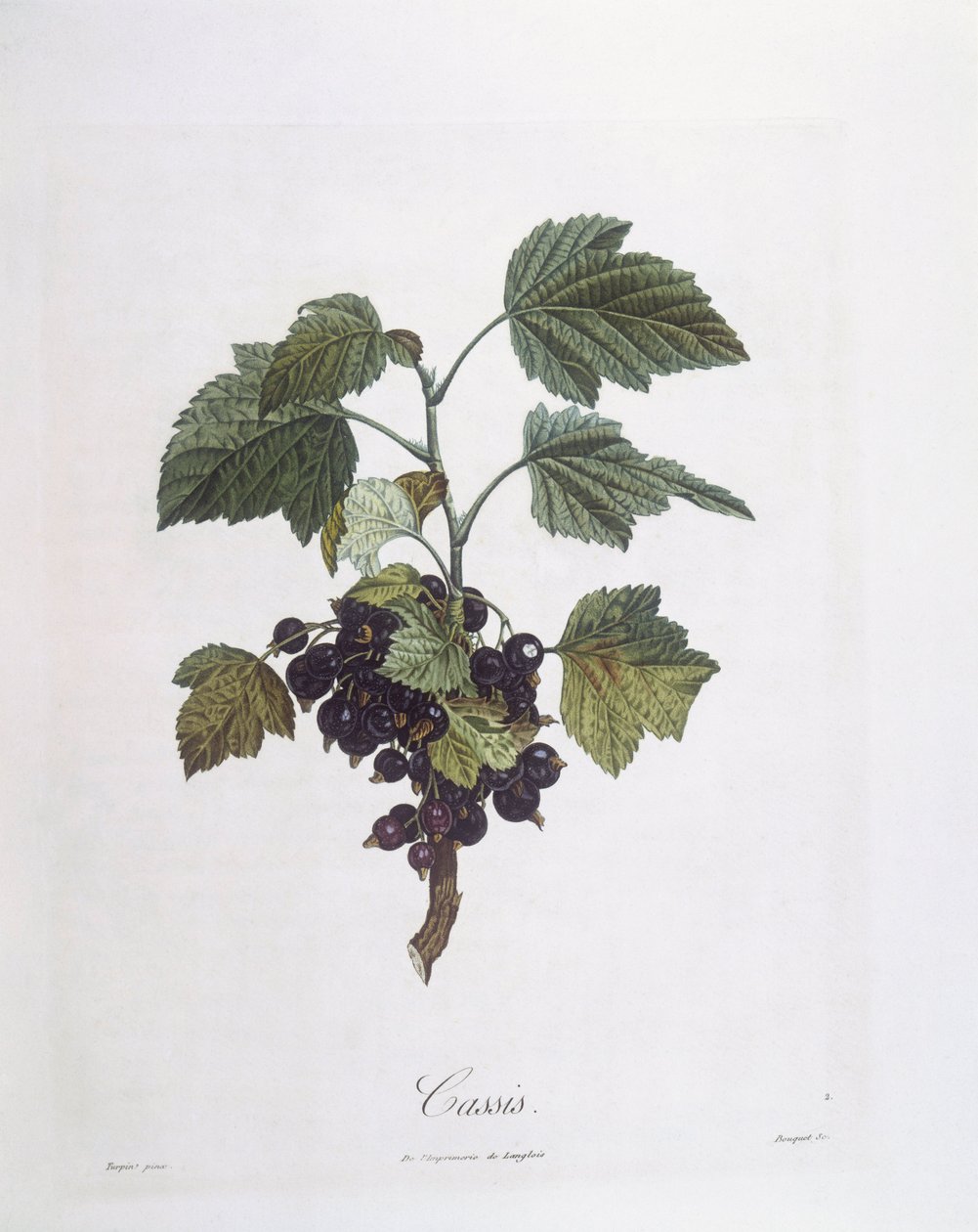 黑加仑（Ribes nigrum）或黑醋栗（cassis Noir de Bourgogne）亨利-路易斯-杜哈梅尔-杜蒙索（Pierre Jean Francois Turpin）的植物图版。 作者 皮埃尔·让·弗朗索瓦·特平
