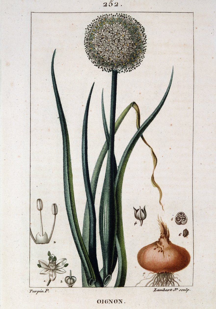 洋葱植物板 - 在 Chaumeton Chamberet et Poiret 的“”Flora médicale”中。 由 E. Penckroute 和 J.F. Turpin 绘制。 埃德。 彭克鲁特。 巴黎 作者 皮埃尔·让·弗朗索瓦·特平