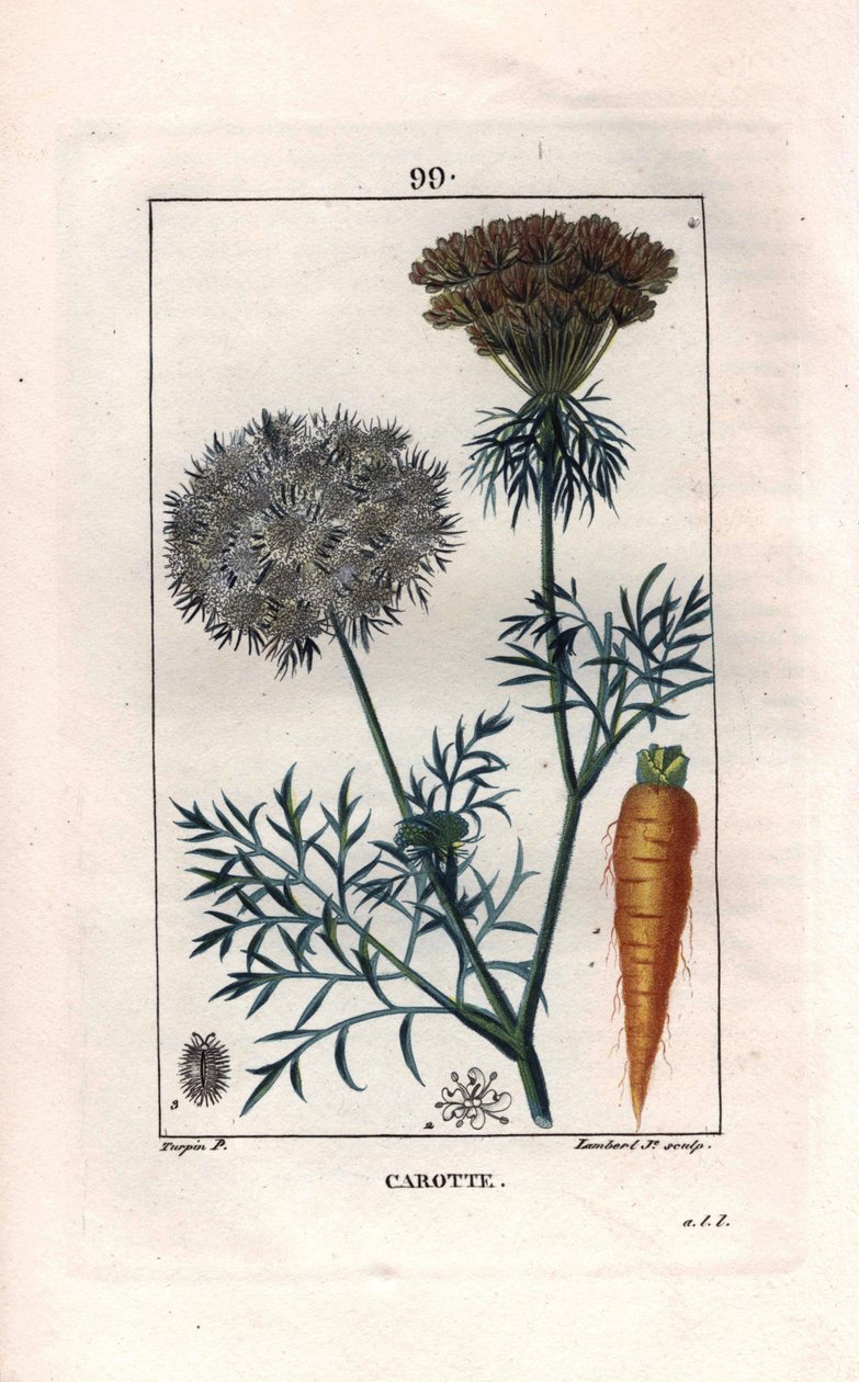 植物：胡萝卜 - 胡萝卜根和花，胡萝卜。 Lambert 手绘点画铜版画来自 Chaumeton 的 Pierre Jean-Francois Turpin 的画作，Poiret et Chamberet 的“La Flore Medicale”，巴黎，Panckoucke 作者 皮埃尔·让·弗朗索瓦·特平