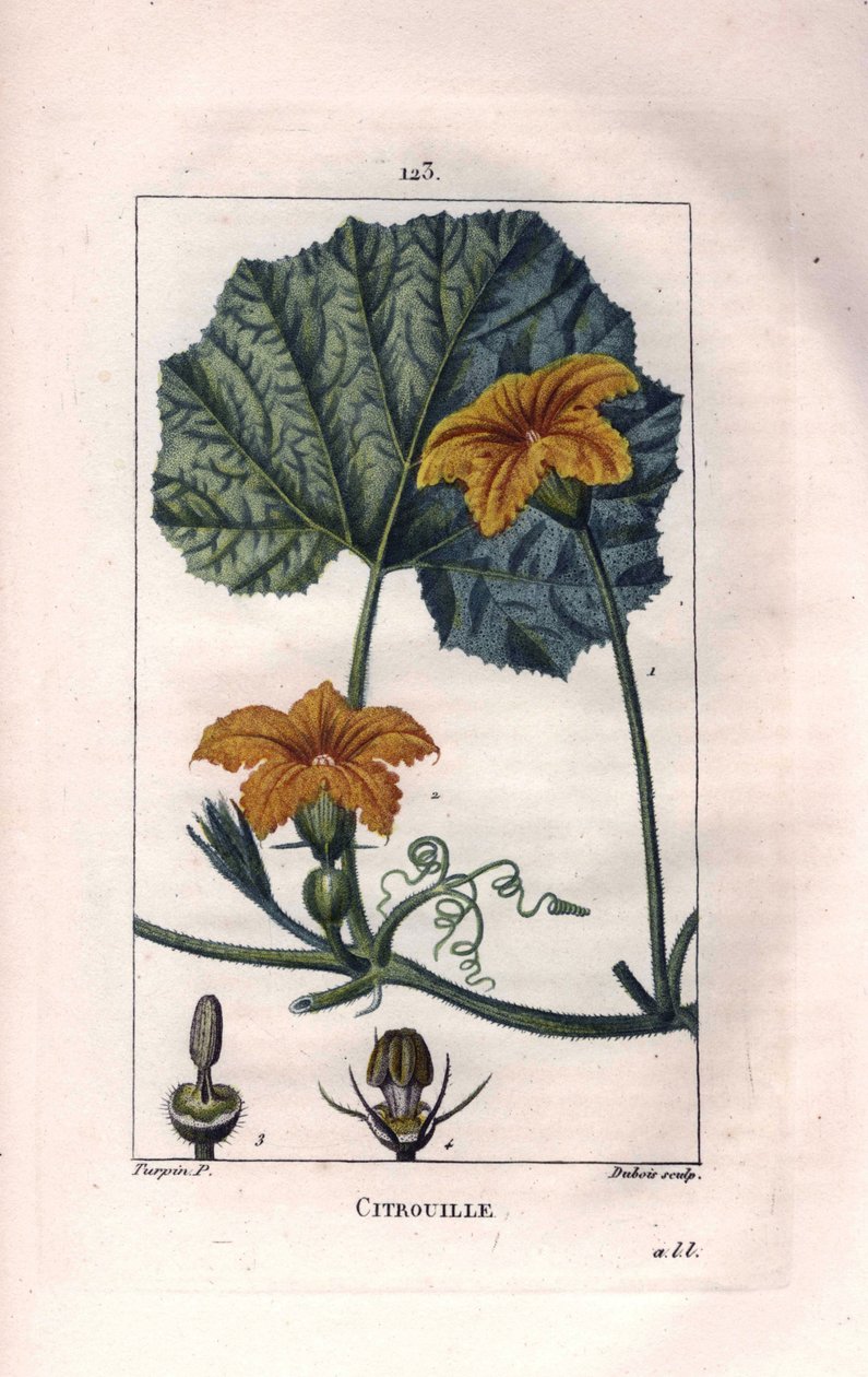 植物学：南瓜花 - 南瓜花、叶子和藤蔓，南瓜，Cucurbita pepo。兰伯特根据皮埃尔-让-弗朗索瓦-图尔平的画作进行的手绘立体铜版画，出自肖梅顿、波尔特和张贝特的《医学花卉》，巴黎，PANC。 作者 皮埃尔·让·弗朗索瓦·特平