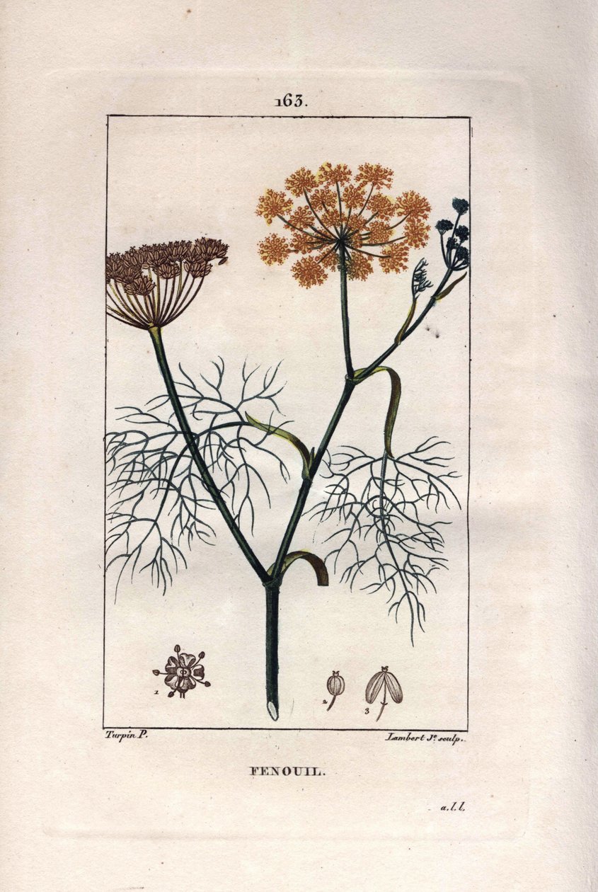植物学：茴香、茴香、茴香。 Lambert 手绘点画铜版画来自 Chaumeton 的 Pierre Jean-Francois Turpin 的画作，Poiret et Chamberet 的“La Flore Medicale”，巴黎，Panckoucke 作者 皮埃尔·让·弗朗索瓦·特平