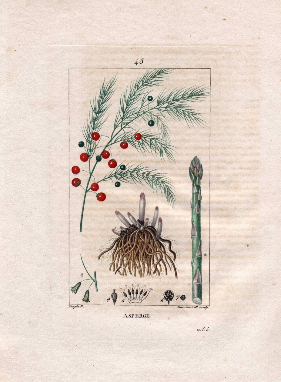 植物学：芦笋 - 芦笋根、花和果实，芦笋。 Lambert 手绘点画铜版画来自 Chaumeton 的 Pierre Jean-Francois Turpin 的画作，Poiret et Chamberet 的“La Flore Medicale”，巴黎，Panckoucke 作者 皮埃尔·让·弗朗索瓦·特平