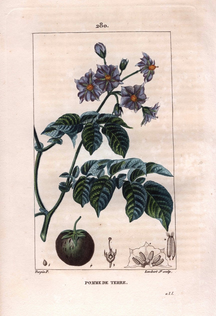 植物学：马铃薯 - 马铃薯植物、花和果实，Solanum tuberosum。兰伯特根据皮埃尔-让-弗朗索瓦-图尔平的画作进行的手绘立体铜版画，出自肖梅顿、波尔特和张贝特的《医学花卉》，巴黎，潘库克。 作者 皮埃尔·让·弗朗索瓦·特平