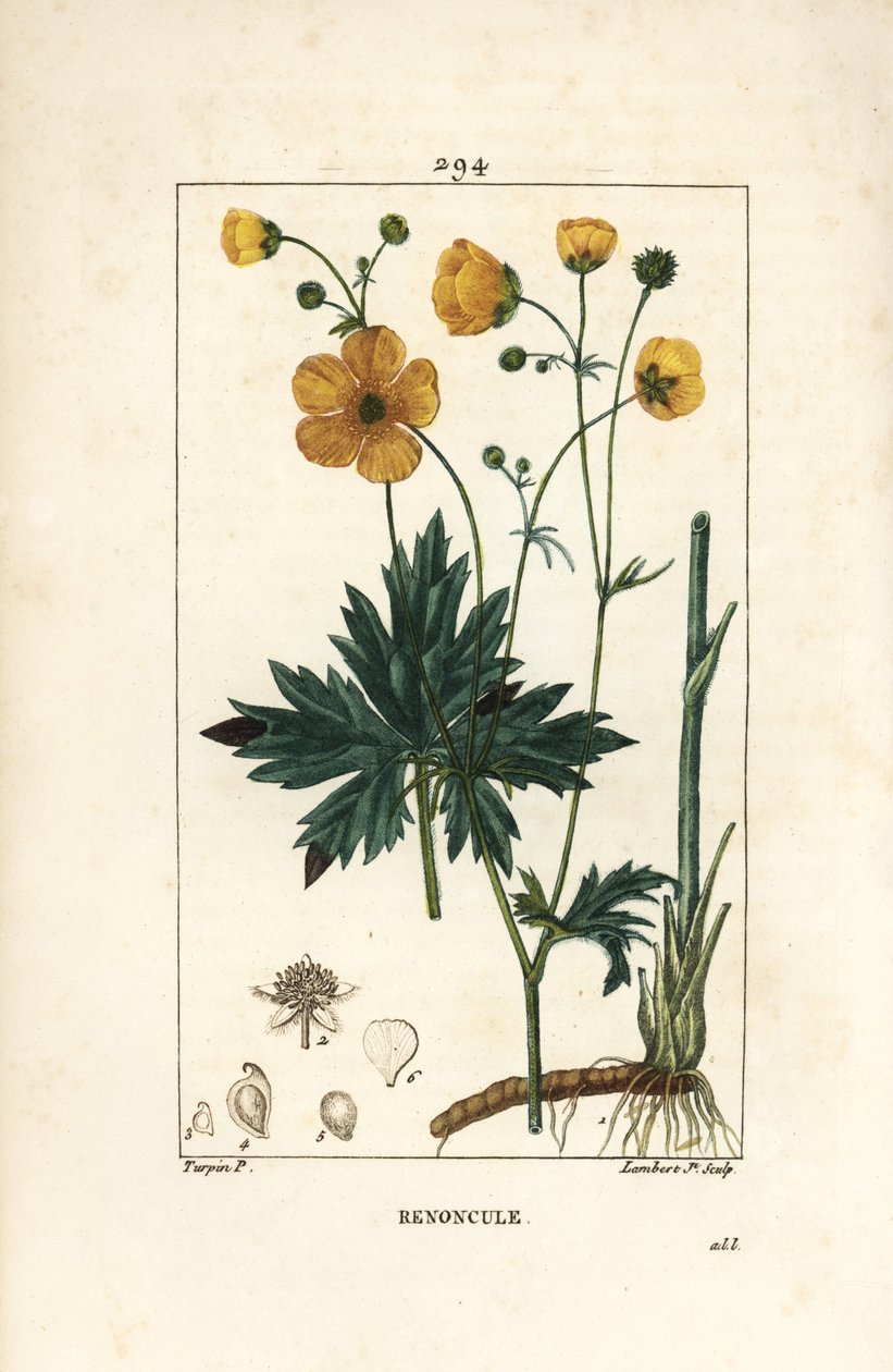 Buttercup - Upright crowfoot, Ranunculus acris, with flower, leaf, stalk, and root. Handcoloured stipple copperplate engraving by Lambert Junior from a drawing by Pierre Jean-Francois Turpin from Chaumeton, Poiret and Chamberet