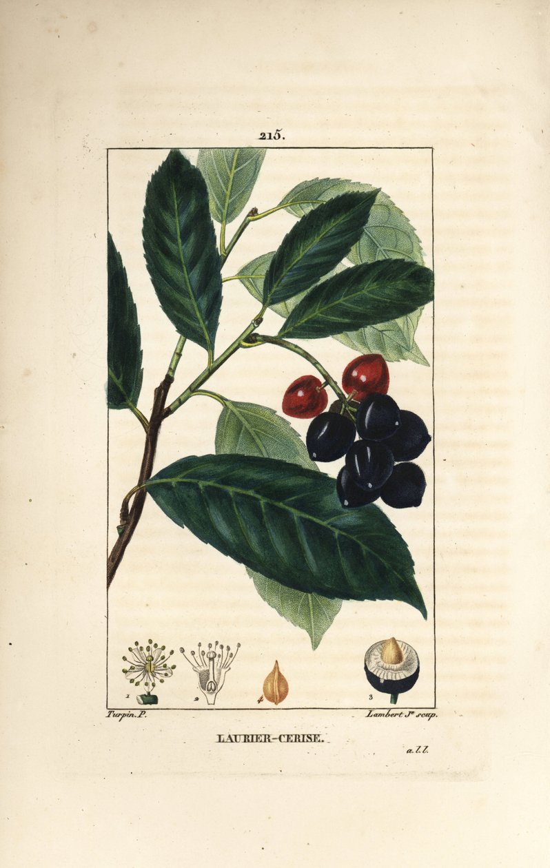 樱桃月桂树 - 樱桃月桂树，Prunus laurocerasus，有叶子、果实和种子。 手绘点画铜版画由 Lambert Junior 根据 Pierre Jean-Francois Turpin 的画作来自 Chaumeton、Poiret 和 Chamberet 的“La Flore Medicale”，巴黎， 作者 皮埃尔·让·弗朗索瓦·特平