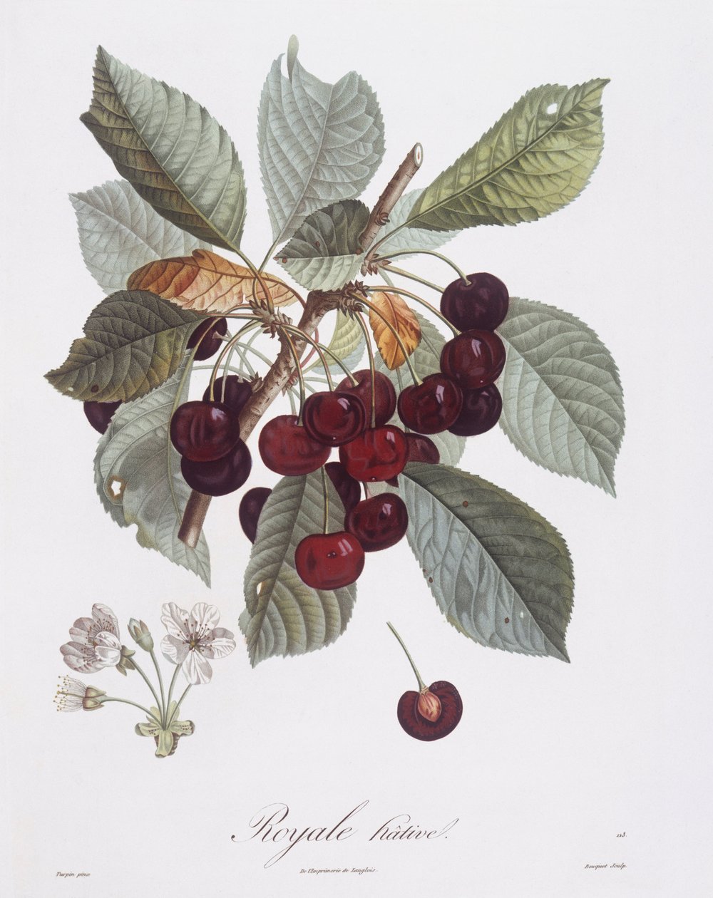 樱桃树（Prunus avium），亨利-路易斯-杜哈梅尔-杜蒙索，皮埃尔-让-弗朗索瓦-图尔班的植物图版 作者 皮埃尔·让·弗朗索瓦·特平