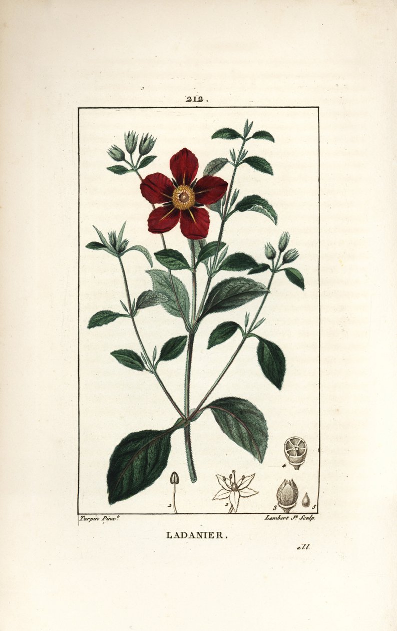 克里特岛岩蔷薇 - 岩蔷薇，岩蔷薇。 Lambert Junior 手绘点画铜版画，来自 Chaumeton、Poiret 和 Chamberet 的“La Flore Medicale”，巴黎，Panckoucke 的 Pierre Jean-Francois Turpin 的画作 作者 皮埃尔·让·弗朗索瓦·特平