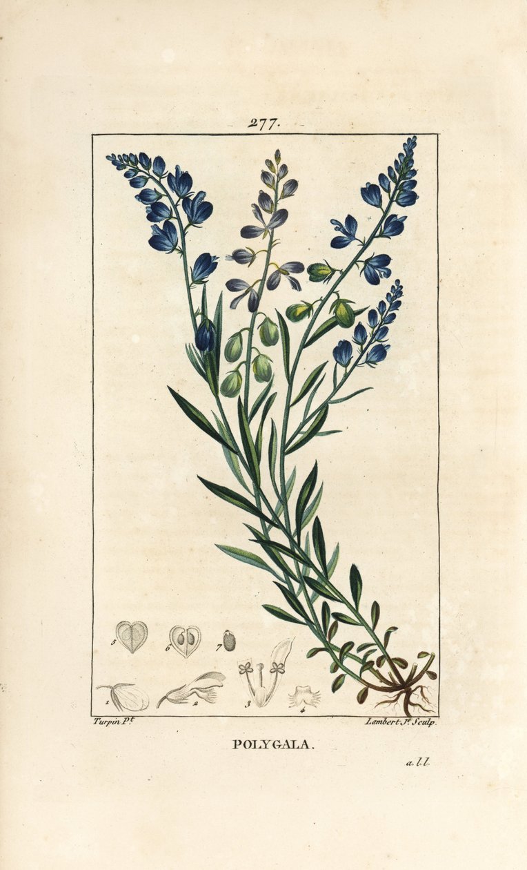 常见的麦饭石 - 麦饭石，Polygala vulgaris，有花、叶、茎和根。小Lambert根据Pierre Jean-Francois Turpin的画作进行的手绘硬笔铜版画，出自Chaumeton, Poiret和Chamberet的《La Flore Medicale》，Pari 作者 皮埃尔·让·弗朗索瓦·特平
