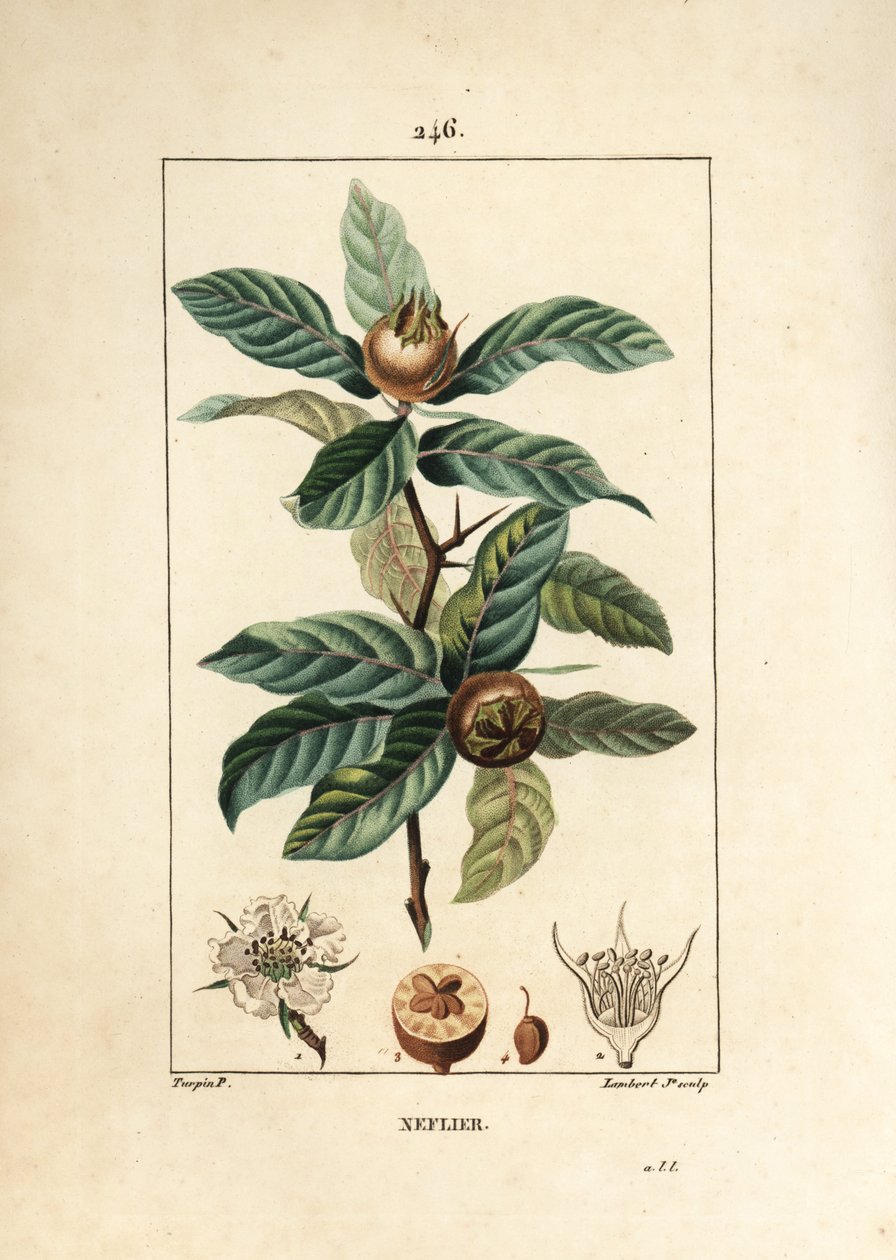 普通 Neflier - 德国枸杞，Mespilus Germanica，有叶、果、种子和花。 Lambert Junior 手绘点画铜版画，出自 Chaumeton、Poiret 和 Chamberet 的“La Flore Medicale”的 Pierre Jean-Francois Turpin 的一幅画， 作者 皮埃尔·让·弗朗索瓦·特平