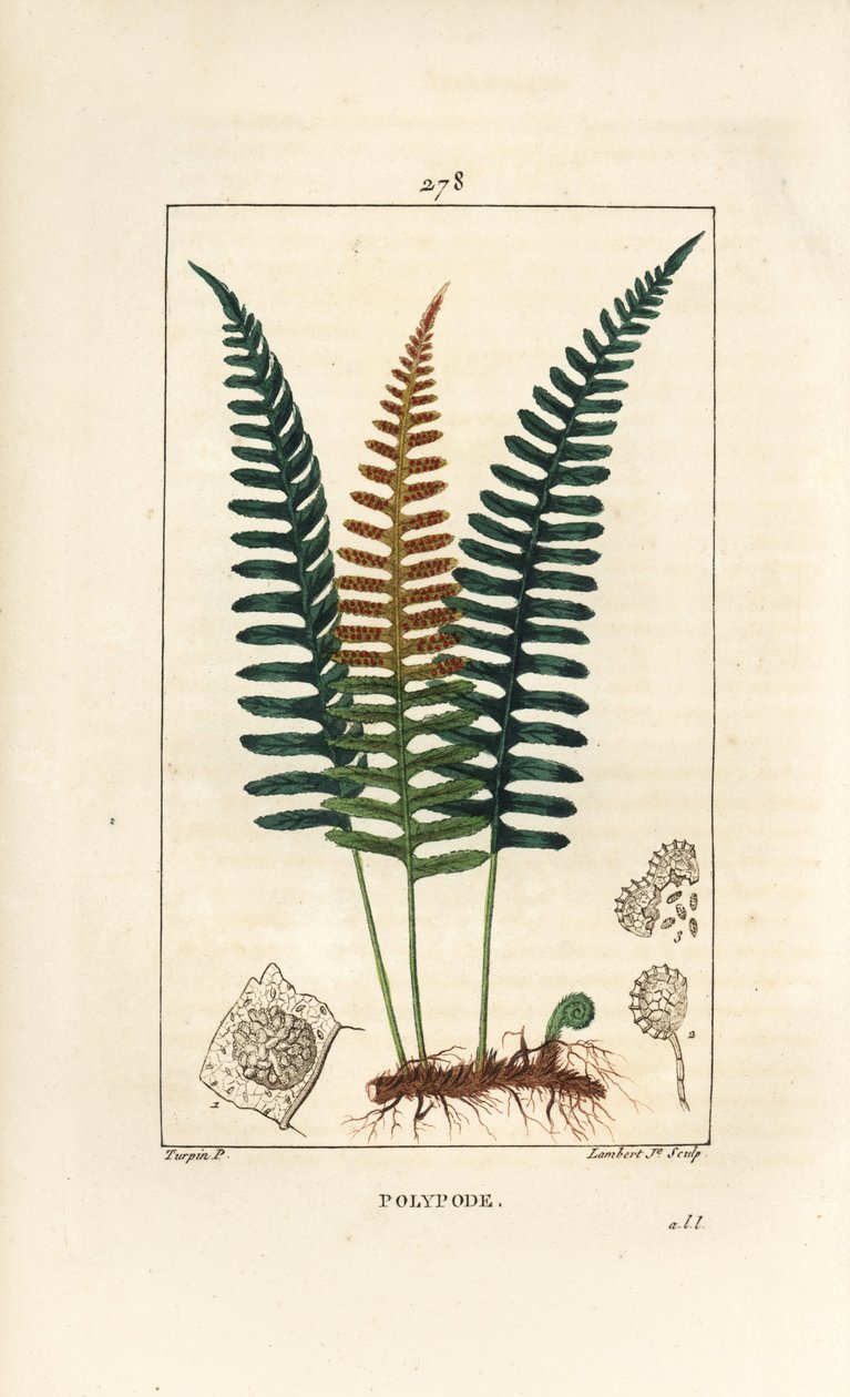 常见的多肉植物--多肉蕨，Polypodium vulgare，有叶子、种子和根。小Lambert根据Pierre Jean-Francois Turpin的画作进行的手绘硬笔铜版画，出自Chaumeton, Poiret和Chamberet的《La Flore Medicale》，巴黎，P. 作者 皮埃尔·让·弗朗索瓦·特平