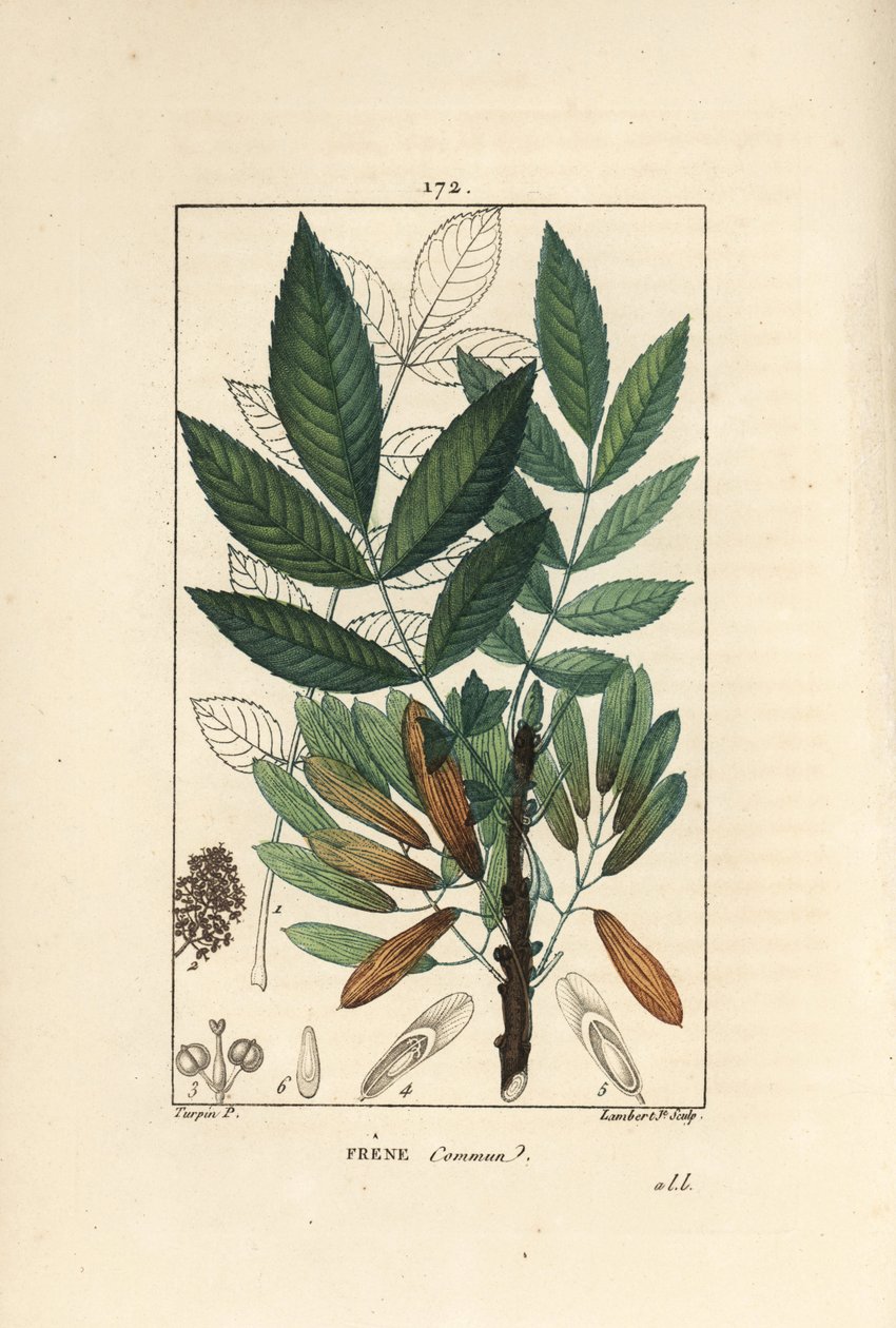 普通灰或灰 elve - 白蜡树，白蜡树，显示树枝、叶子、种子和叶子的轮廓。 Lambert Junior 手绘点画铜版画，来自 Chaumeton 的 Pierre Jean-Francois Turpin 的画作，Poiret et Chamberet 的“” 作者 皮埃尔·让·弗朗索瓦·特平
