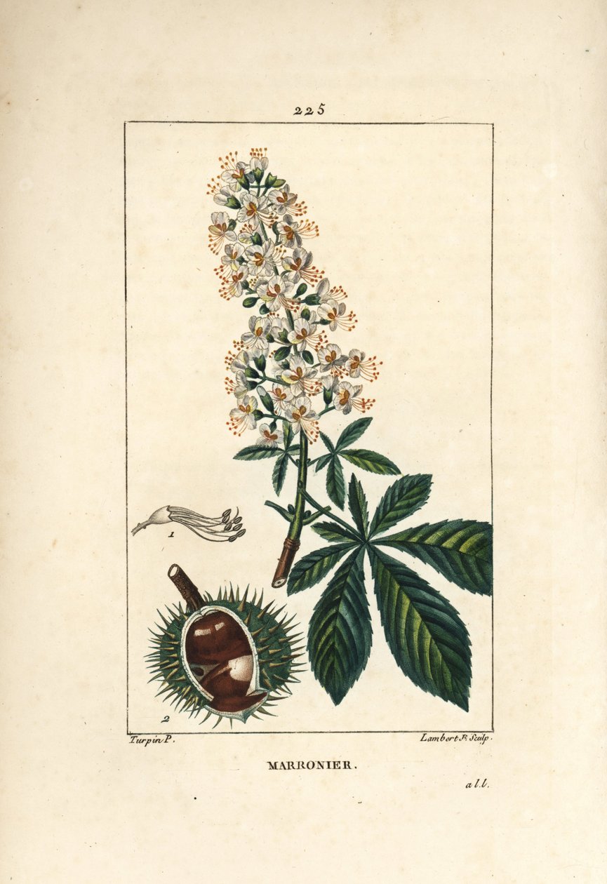 普通栗子，栗子或白栗子--Horsechestnut，Aesculus hippocastanum。小Lambert根据Pierre Jean-Francois Turpin的画作进行的手绘硬笔铜版画，出自Chaumeton, Poiret和Chamberet的《La Flore Medicale》，P 作者 皮埃尔·让·弗朗索瓦·特平