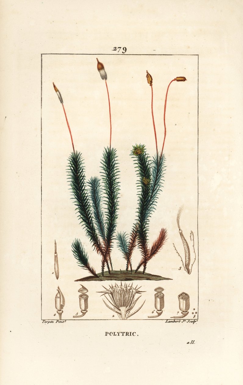 Common polytrichum (foam) - Common haircap moss，Common polytrichum。 Lambert Junior 手绘点画铜版画，出自 Chaumeton、Poiret 和 Chamberet 的“La Flore Medicale”，巴黎，Panckoucke 的 Pierre Jean-Francois Turpin 的画作 作者 皮埃尔·让·弗朗索瓦·特平
