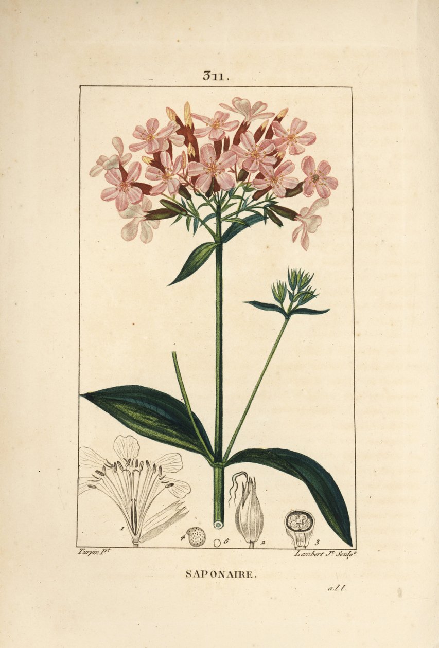 普通肥皂草，皂草，有花、叶、茎和种子。 Lambert Junior 手绘点画铜版画，来自 Chaumeton、Poiret 和 Chamberet 的“La Flore Medicale”，巴黎，Panck 的 Pierre Jean-Francois Turpin 的画作 作者 皮埃尔·让·弗朗索瓦·特平