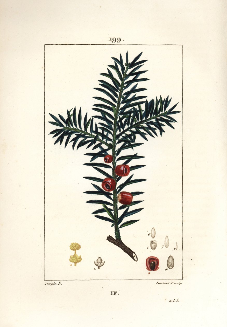 常见的红豆杉或红豆杉浆果 - 紫杉树，红豆杉。 Lambert Junior 手绘点画铜版画，出自 Chaumeton、Poiret 和 Chamberet 的“La Flore Medicale”，巴黎，Panckoucke 的 Pierre Jean-Francois Turpin 的画作 作者 皮埃尔·让·弗朗索瓦·特平
