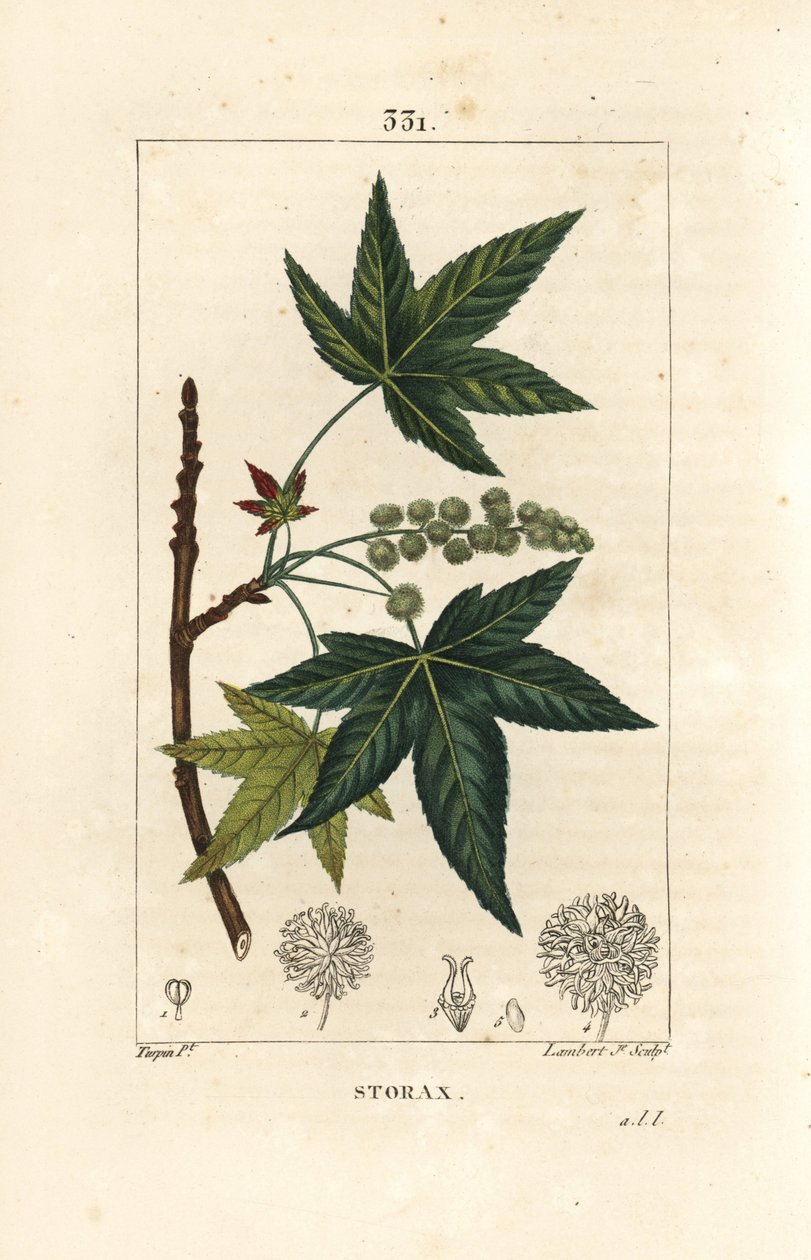 美洲科帕姆或液态琥珀--Storax或液态琥珀，Liquidambar styraciflua。小Lambert根据Pierre Jean-Francois Turpin的画作进行的手绘硬笔铜版画，出自Chaumeton, Poiret和Chamberet的《La Flore Medicale》，Pa 作者 皮埃尔·让·弗朗索瓦·特平