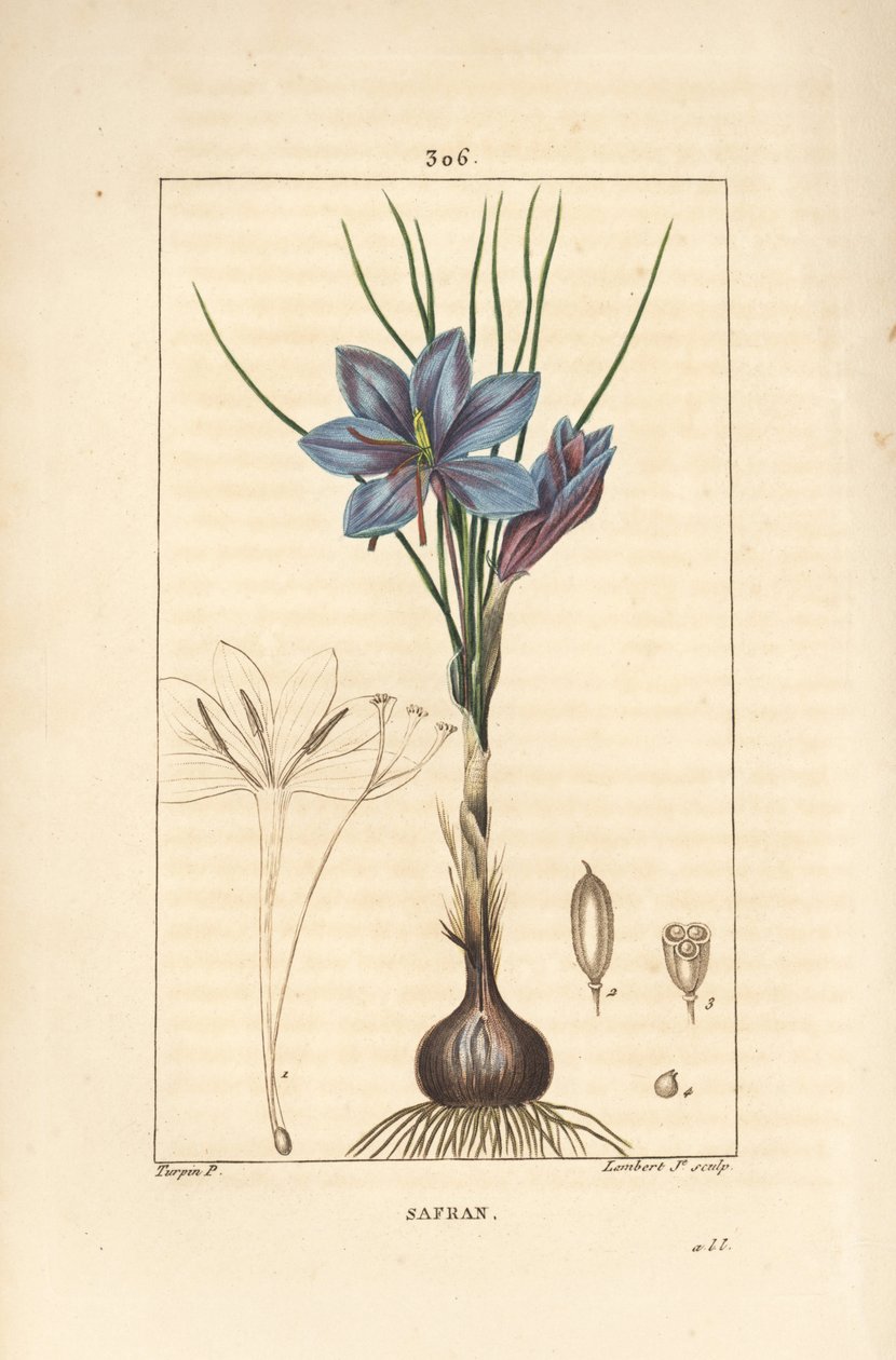 红花 - 红花，Crocus sativus，显示花、叶、茎、球茎和柱头。小Lambert根据Pierre Jean-Francois Turpin的画作进行的手绘立体铜版画，该画作出自Chaumeton, Poiret和Chamberet的 "La Flore Medicale"。 作者 皮埃尔·让·弗朗索瓦·特平