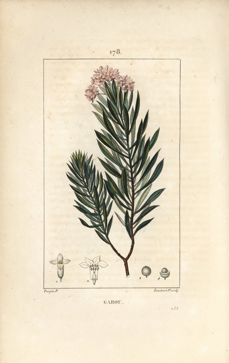 Daphne garou、Thymele 或 Saint Bois - Spurge 亚麻、Daphne gnidium。 Lambert Junior 手绘点画铜版画，出自 Chaumeton、Poiret 和 Chamberet 的“La Flore Medicale”，巴黎，Panckoucke 的 Pierre Jean-Francois Turpin 的画作 作者 皮埃尔·让·弗朗索瓦·特平