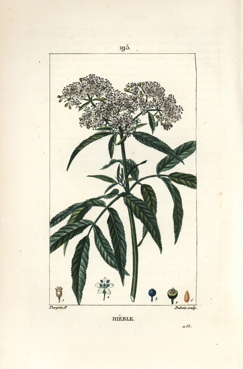 矮小的接骨木 - 矮小的接骨木，Sambucus humilis。小Lambert根据Pierre Jean-Francois Turpin的画作进行的手绘硬笔铜版画，出自Chaumeton, Poiret和Chamberet的《La Flore Medicale》，巴黎，Panckoucke 作者 皮埃尔·让·弗朗索瓦·特平
