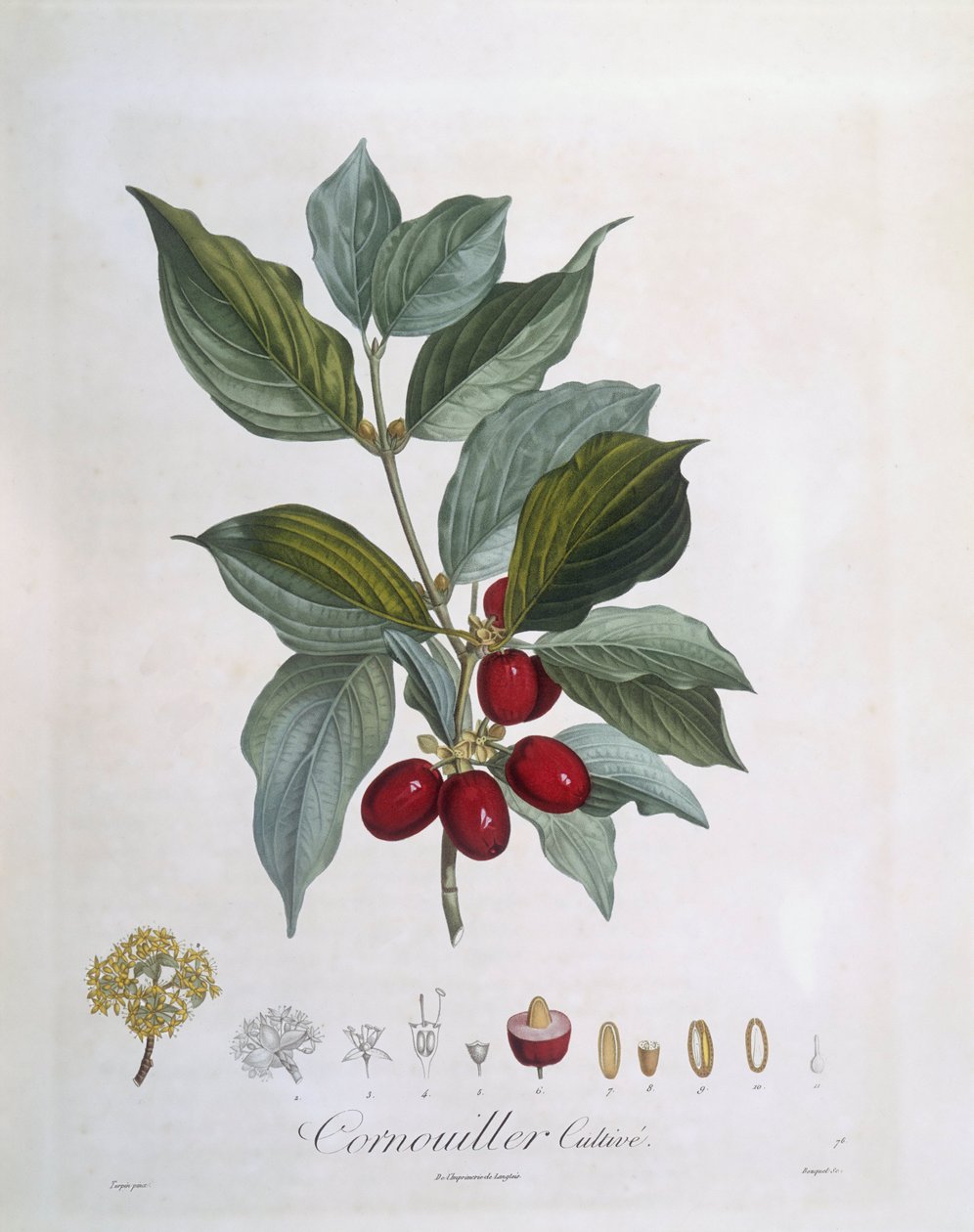 欧洲山茱萸（Cornus mas），Henry Louis Duhamel du Monceau，Pierre Jean Francois Turpin的植物图版 作者 皮埃尔·让·弗朗索瓦·特平