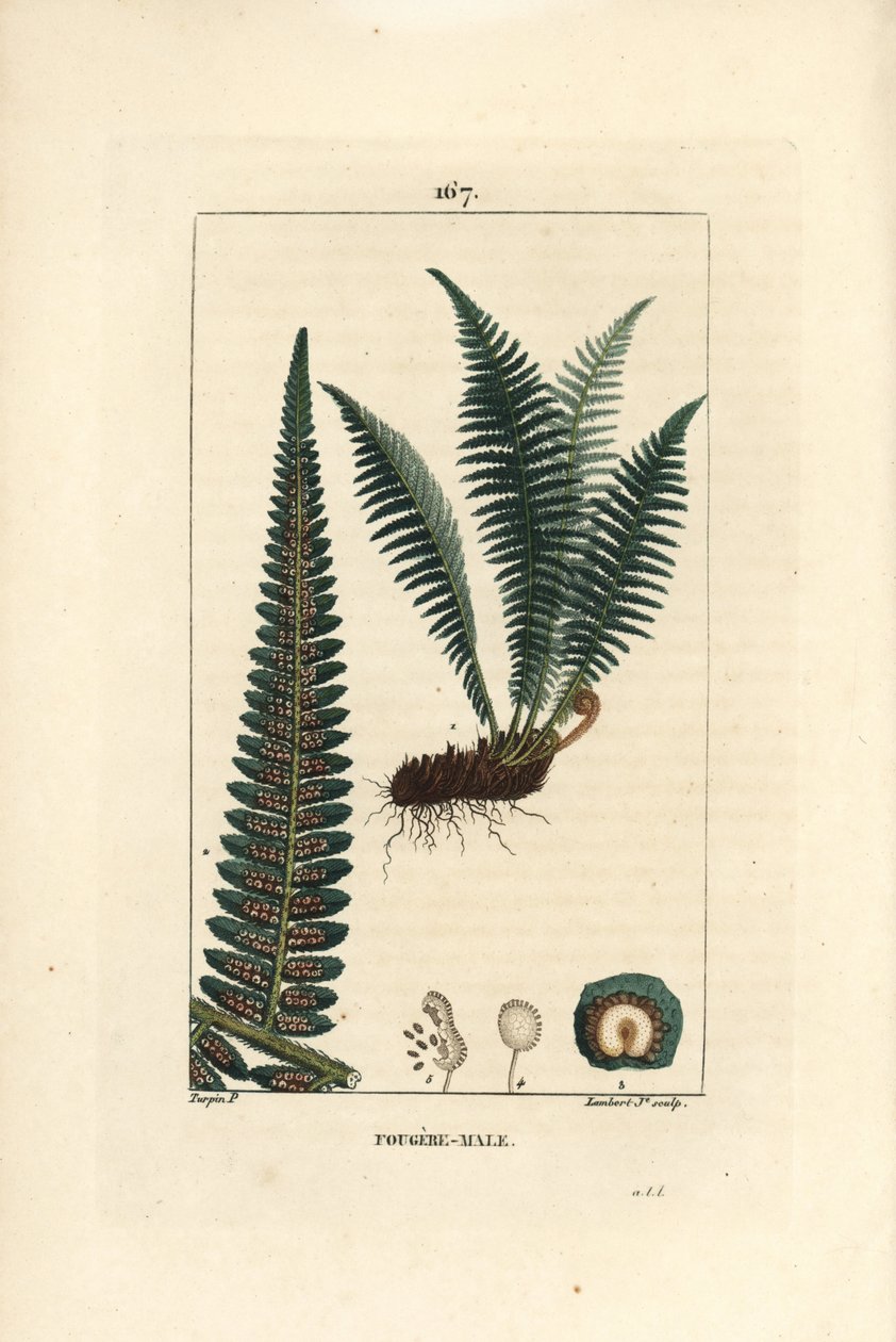 Fergere 男性 - 男性盾蕨， Dryopteris filix-mas。 Lambert Junior 手绘点画铜版画来自 Chaumeton 的 Pierre Jean-Francois Turpin 的画作，Poiret et Chamberet 的“La Flore Medicale”，巴黎，Panckoucke 作者 皮埃尔·让·弗朗索瓦·特平
