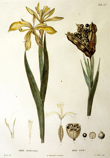 Fetid Iris，由L. J. Allais雕刻（手绘版画）。 作者 皮埃尔·让·弗朗索瓦·特平