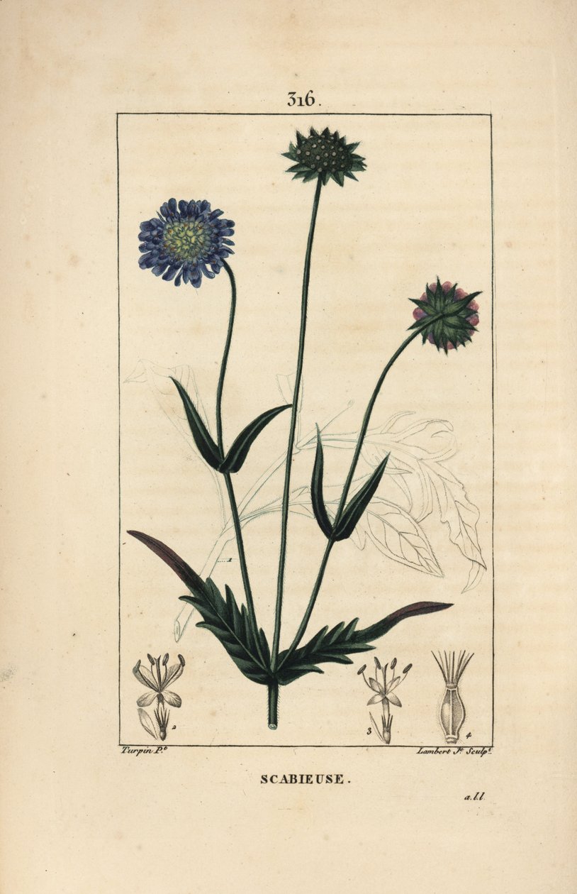 田忌赛马或田忌赛马 - 田忌赛马，Knautia arvensis，有花、叶、茎、种子和叶的轮廓。小兰伯特根据皮埃尔-让-弗朗索瓦-图尔平的画作进行的手绘立体铜版画，出自肖梅顿、波尔特和查姆。 作者 皮埃尔·让·弗朗索瓦·特平