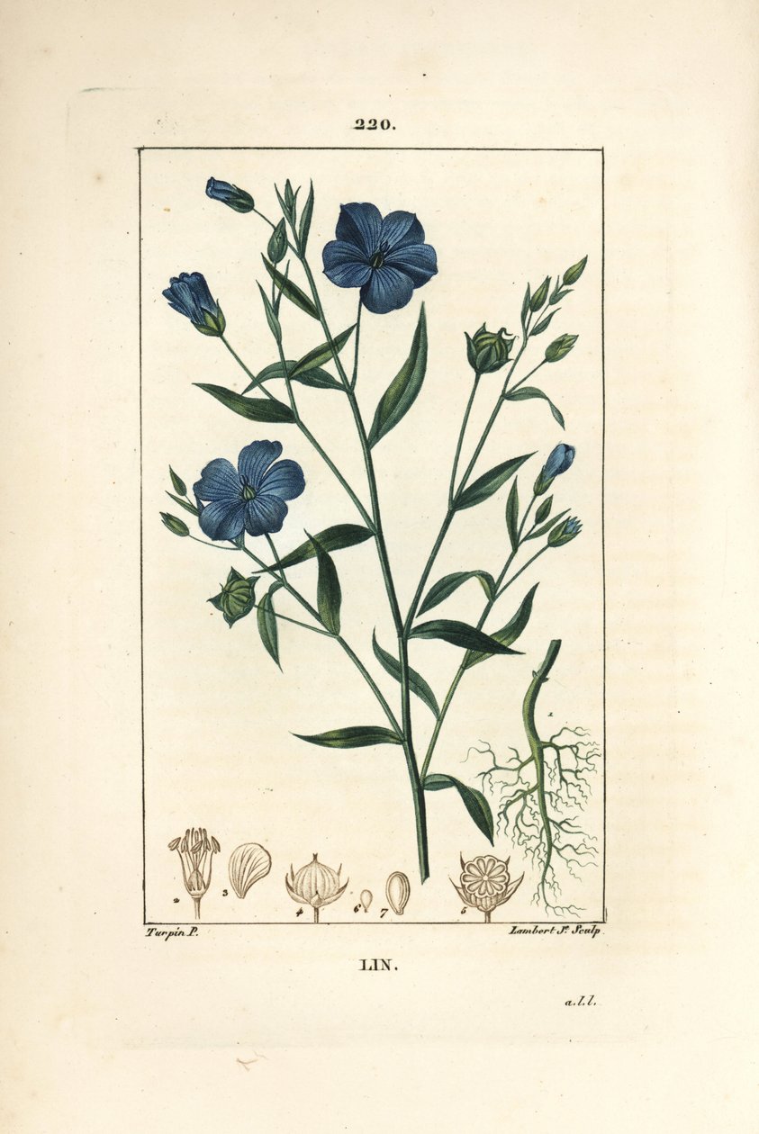 亚麻--亚麻籽，Linum sativum。小兰伯特根据皮埃尔-让-弗朗索瓦-图尔平的画作进行的手绘立体铜版画，出自肖梅顿、波尔和张贝的《医学花卉》，巴黎，Panckoucke 作者 皮埃尔·让·弗朗索瓦·特平