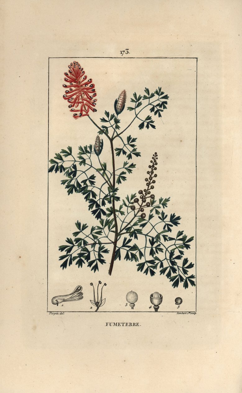 Fumeterre officinale或Foot de Celine - Fumitory，Fumaria officinalis，展示花、叶和种子。小兰伯特根据皮埃尔-让-弗朗索瓦-图尔平的画作进行的手绘立体铜版画，出自肖梅顿、波尔特和张贝的《L》。 作者 皮埃尔·让·弗朗索瓦·特平