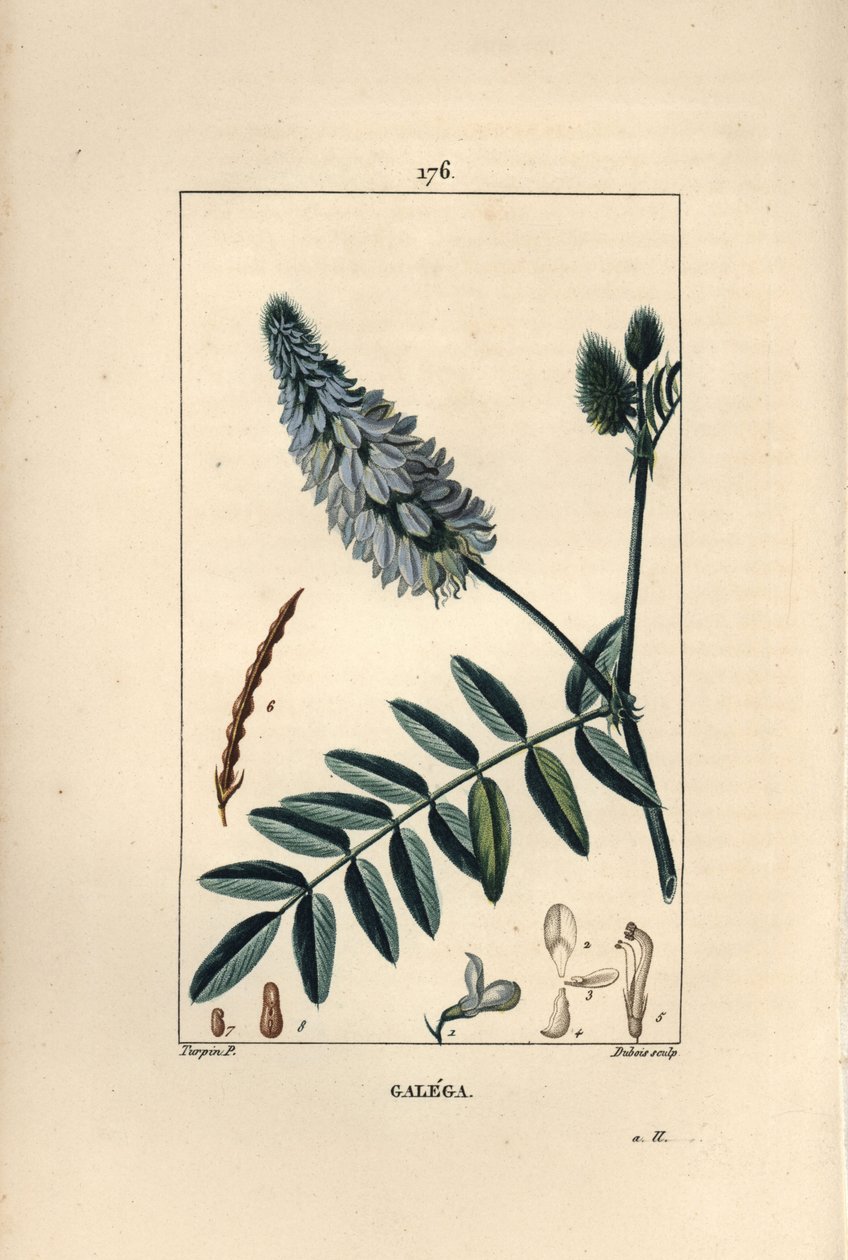 Galega - 山羊的芸香，Galega officinalis，有花、叶和种子。杜波依斯根据皮埃尔-让-弗朗索瓦-图尔平的画作进行的手绘立体铜版画，出自肖梅顿、波依尔和张贝的 "La Flore Medicale"，巴黎，Panckoucke 作者 皮埃尔·让·弗朗索瓦·特平