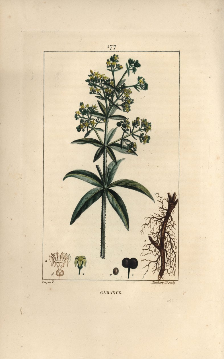 Garance des Dyerers - 茜草，茜草，根、花、叶和种子。 手绘点画铜版画由 Lambert Junior 根据 Pierre Jean-Francois Turpin 的画作来自 Chaumeton、Poiret 和 Chamberet 的“La Flore Medicale”，巴黎， 作者 皮埃尔·让·弗朗索瓦·特平